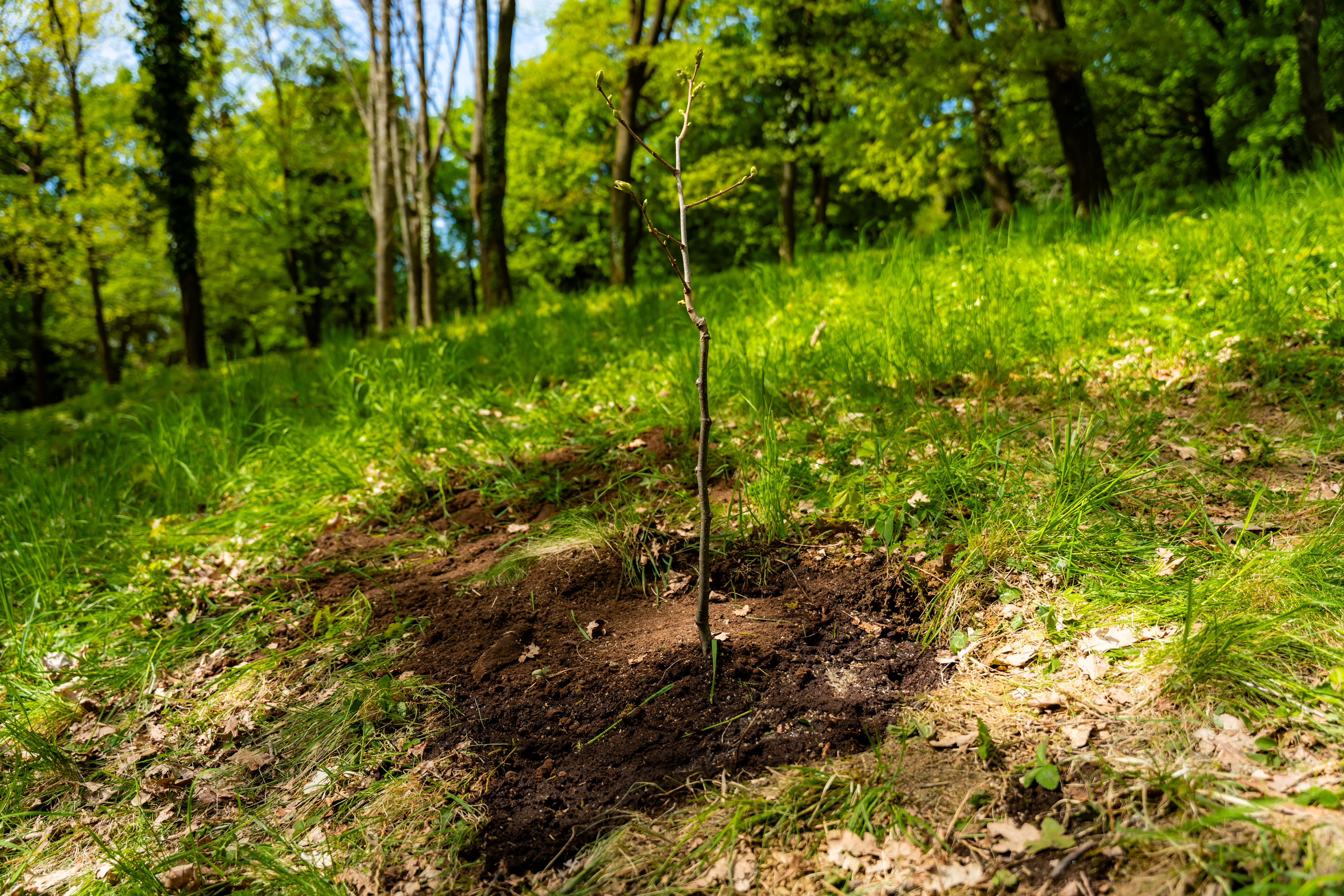 Slavnostne zasadenie stromu do Aleje vyznamnych osobnosti Botanickej zahrady UPJS-1-33